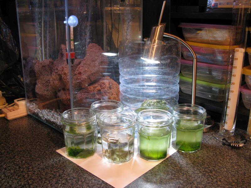 jars of Algae.jpg