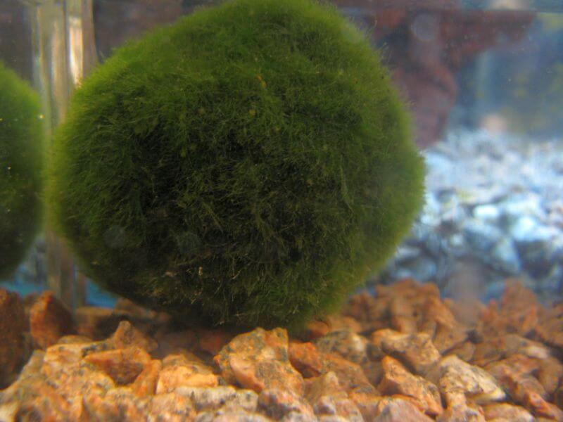 Marimo 2.jpg