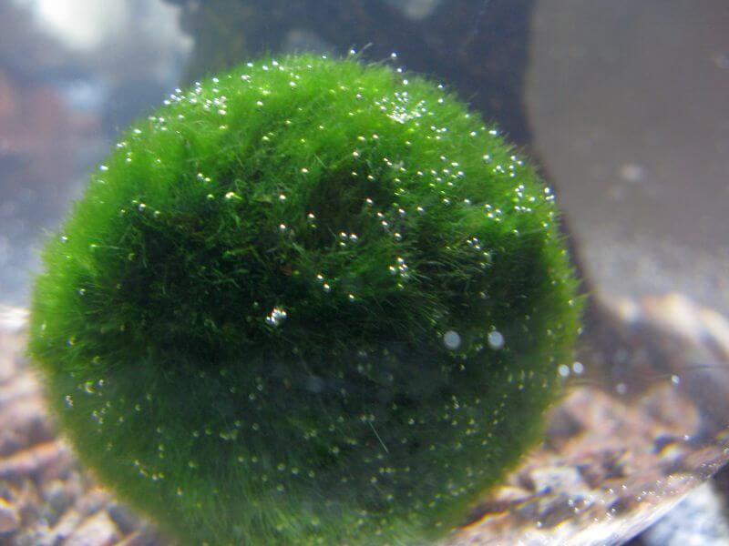 Marimo 1.jpg