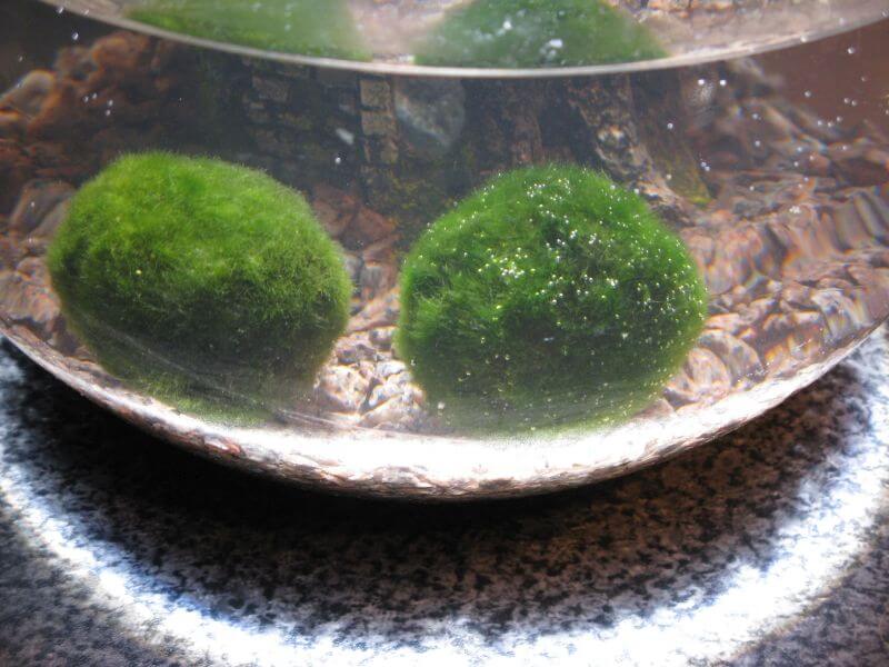 Marimo 3.jpg