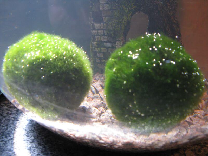 Marimo 4.jpg