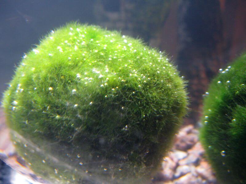 Marimo 5.jpg