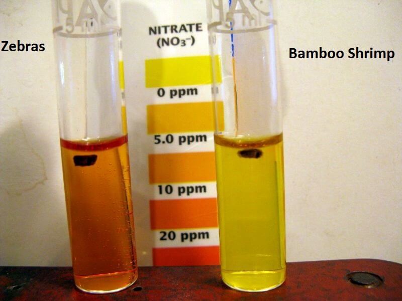 Bamboo Zebras.jpg