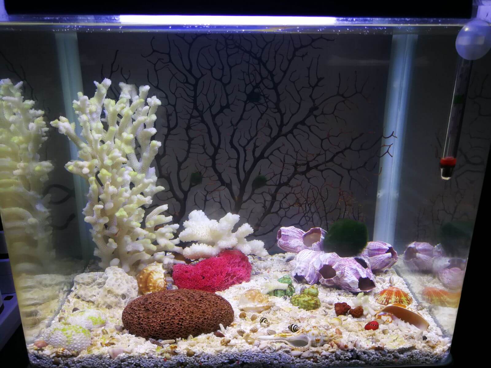 WhatsApp Image 2018-03-27 at 20.47.10.jpeg