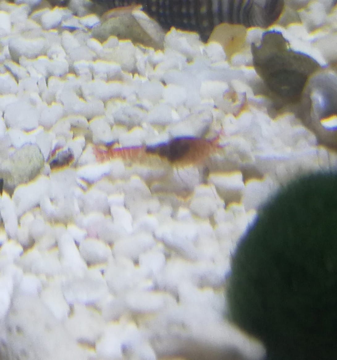 WhatsApp Image 2018-06-04 at 17.33.49.jpeg