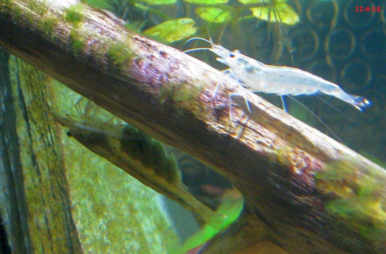 Amano shrimp 2.jpg