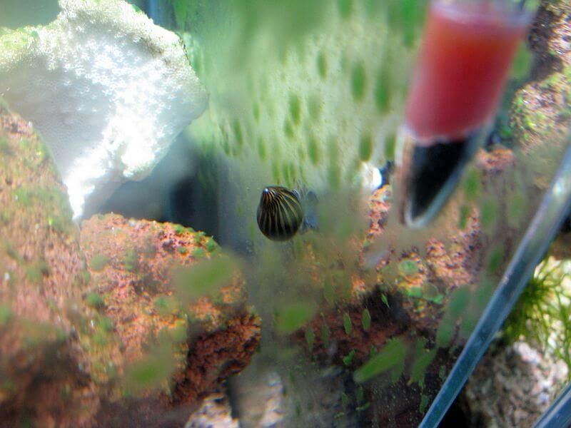 zebra nerite.jpg