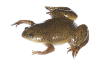 African-Clawed-Frog.png