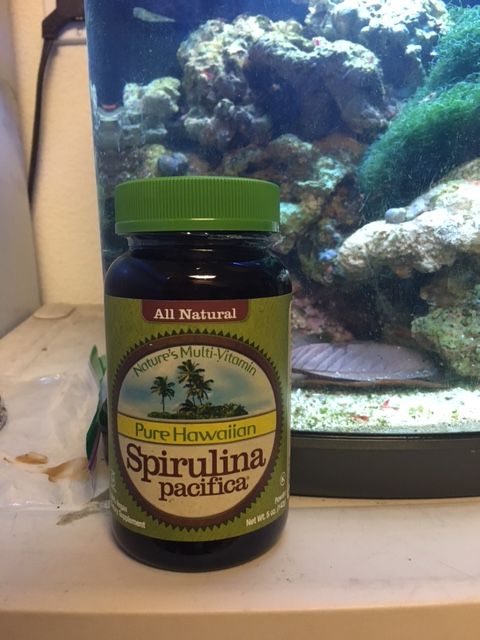 spirulina.JPG