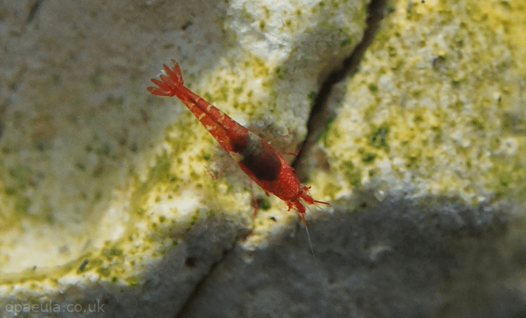 striped Opae in tank #02