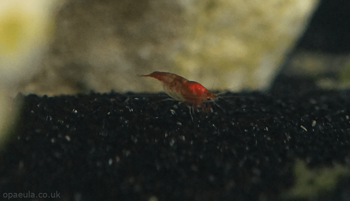 striped Opae in tank #02