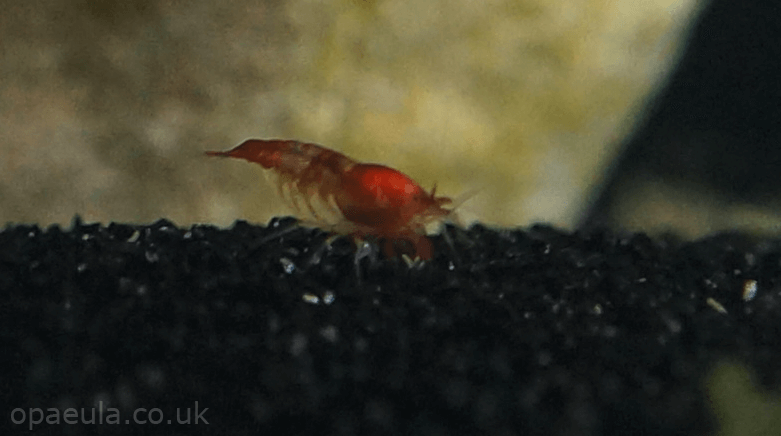 striped Opae in tank #02