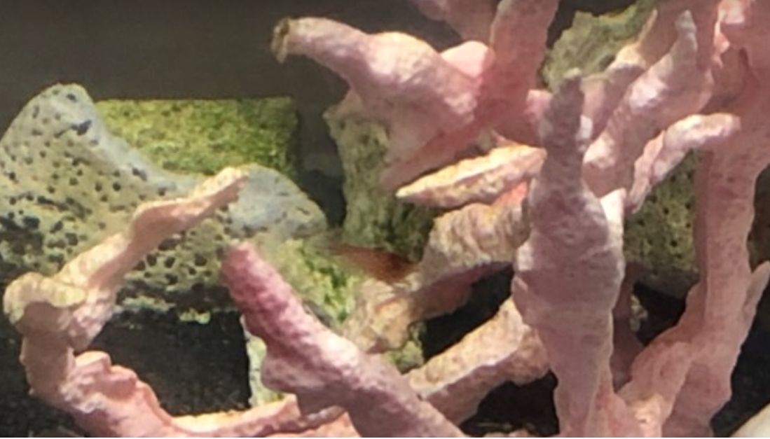 Algae growth on coral chunks and ceramic rings