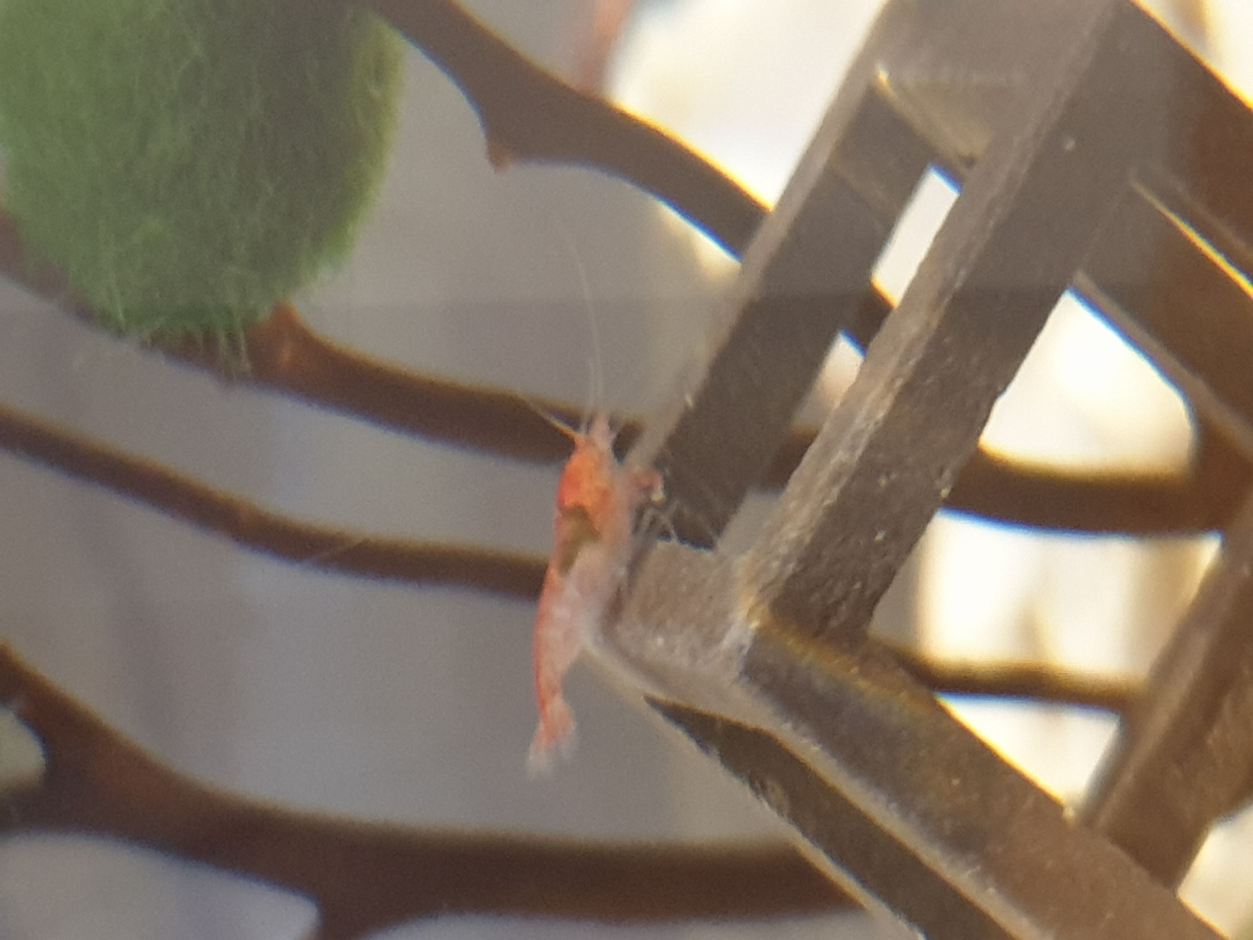 New preggie shrimp!