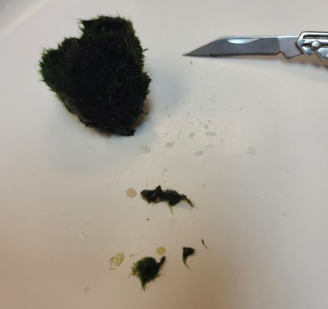 Scraped Algae.jpg