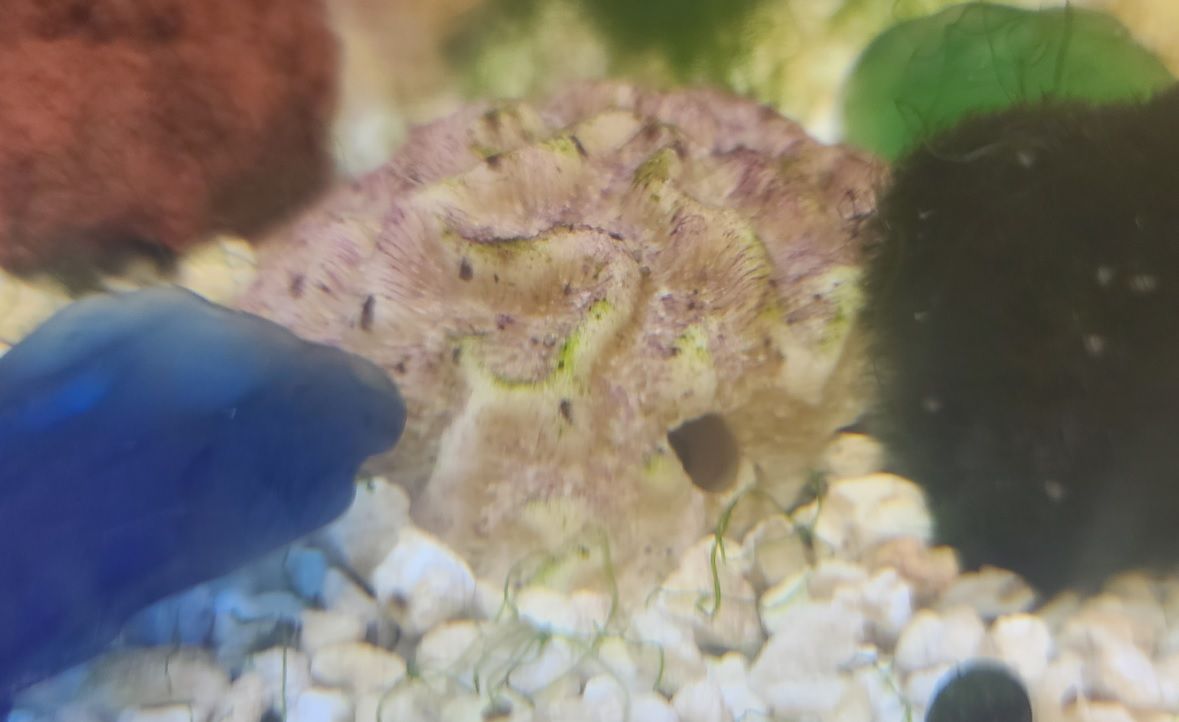 Purple Coral.jpg