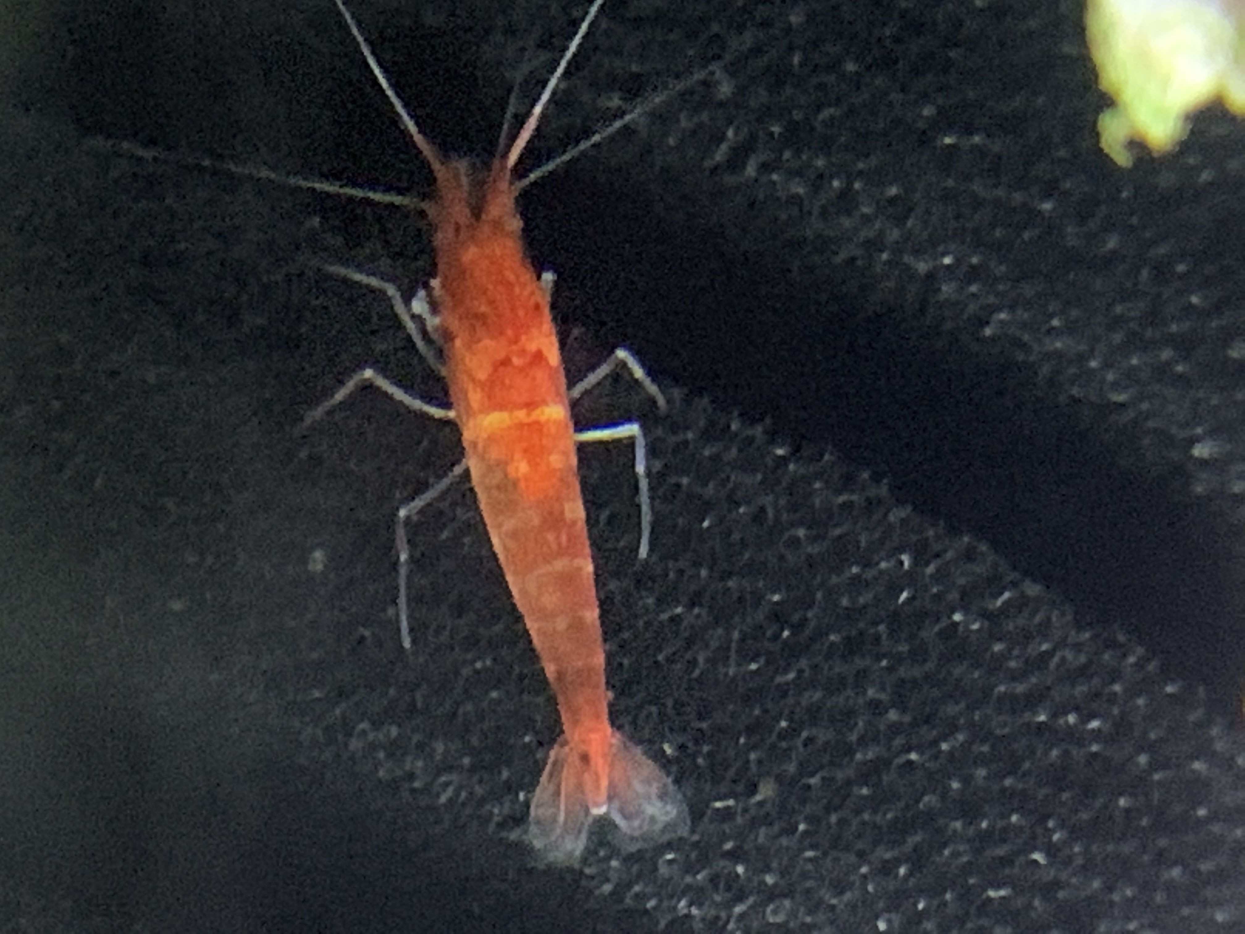 Shrimp in tank with expected coloration