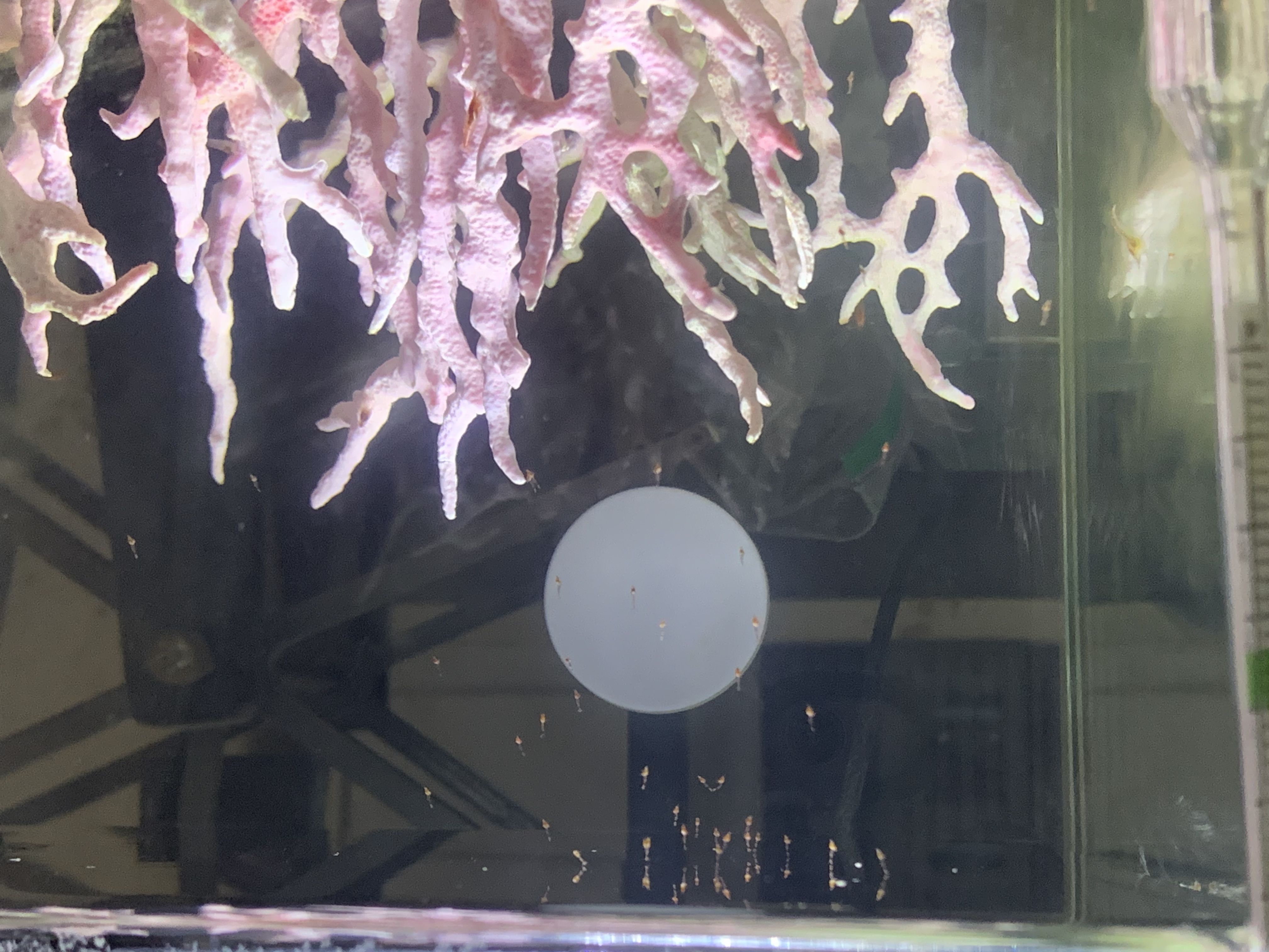Tons of larvae (sorry pic upside down)