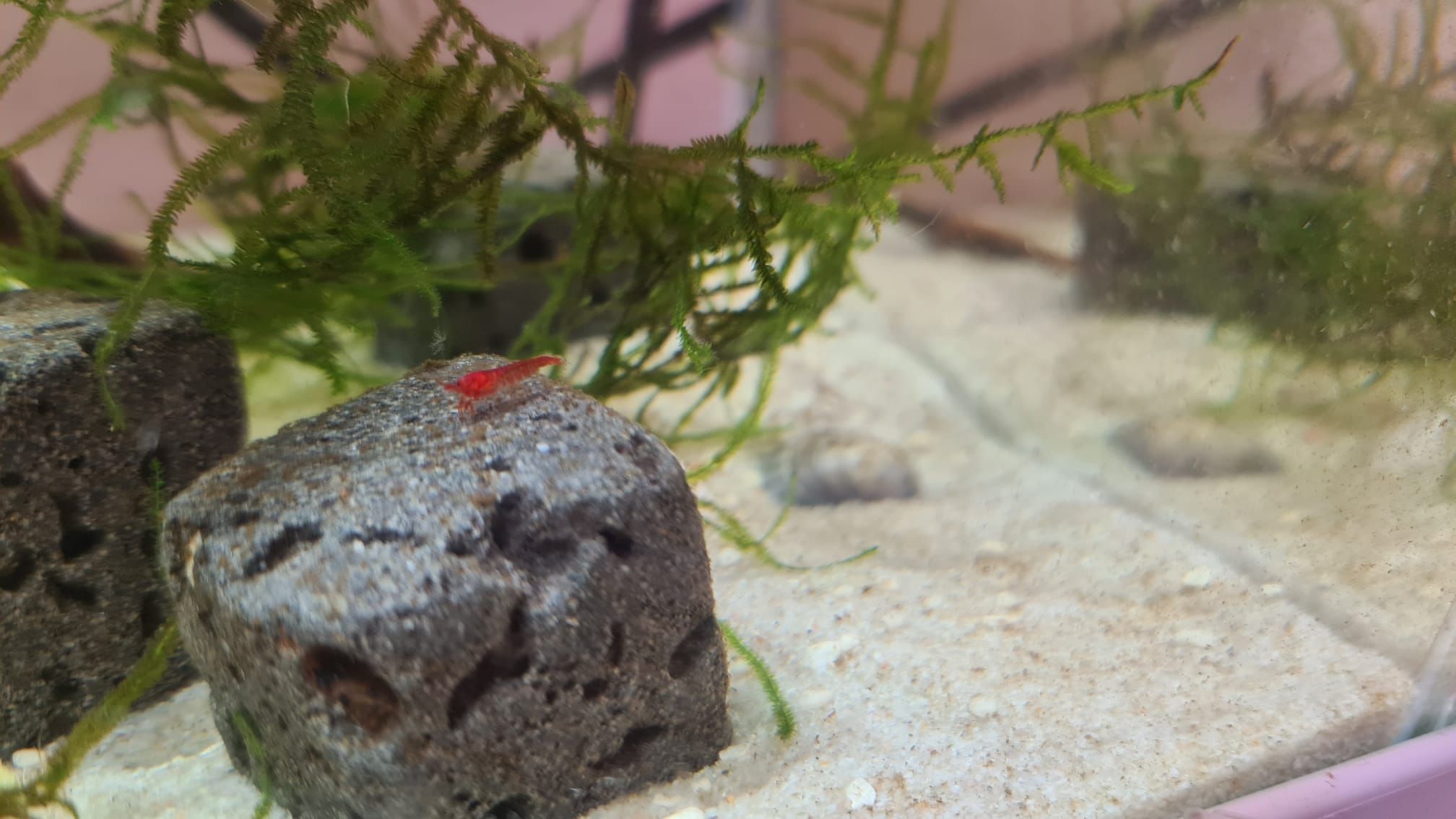 WhatsApp Image 2021-02-08 at 15.31.09.jpeg