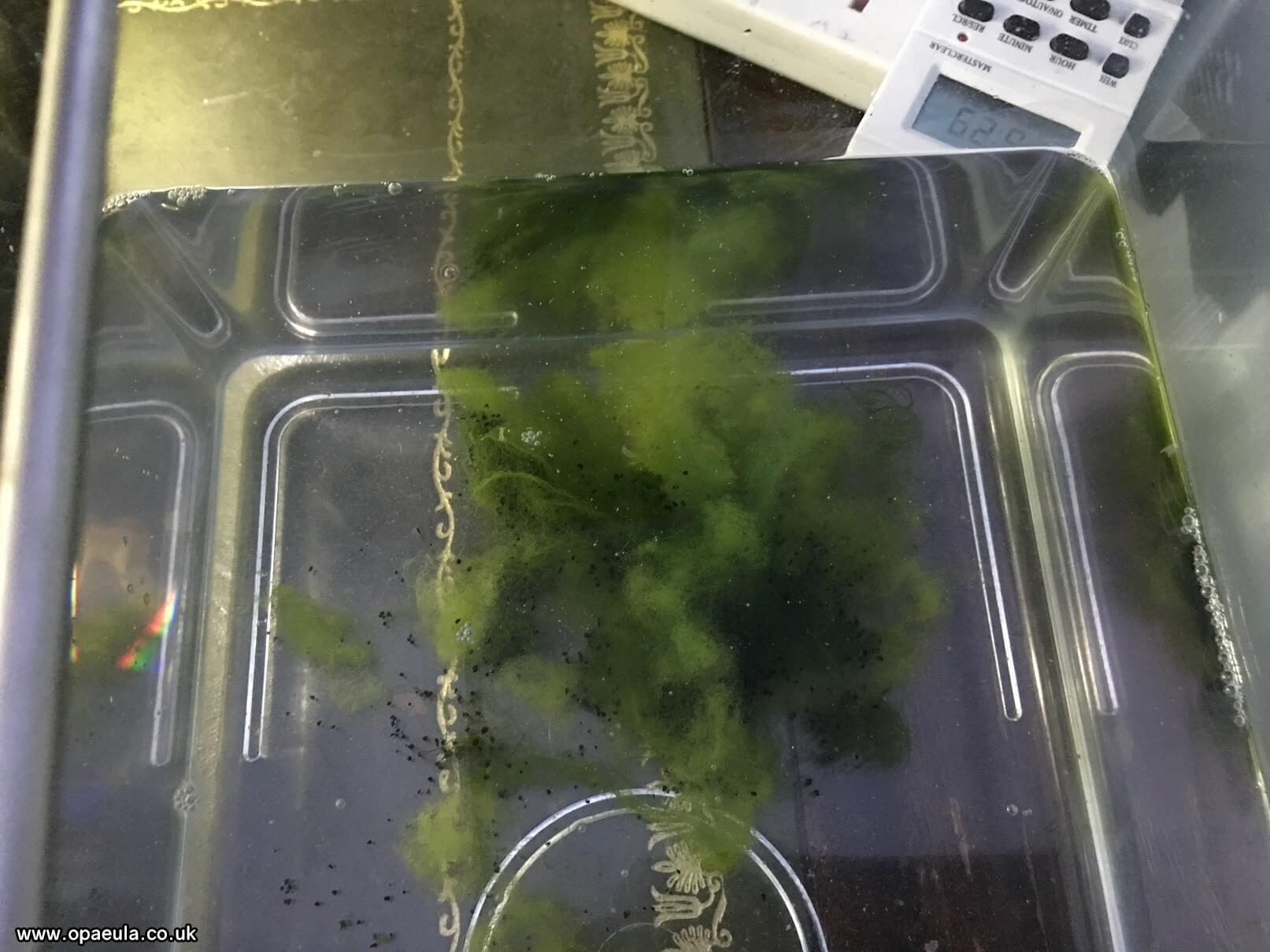 Photo 04-07-2016, 18 32 42.jpg