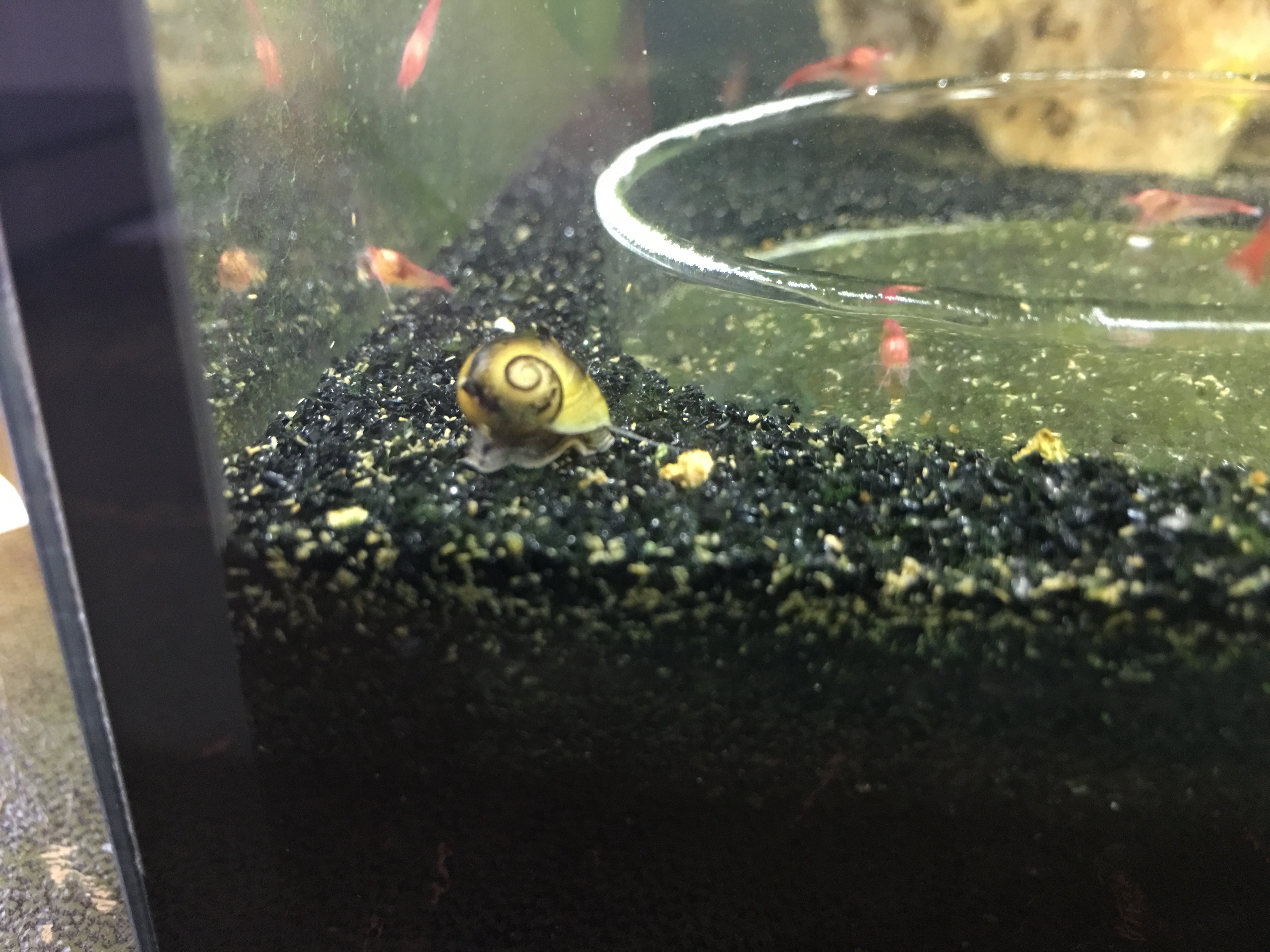 nerite 01