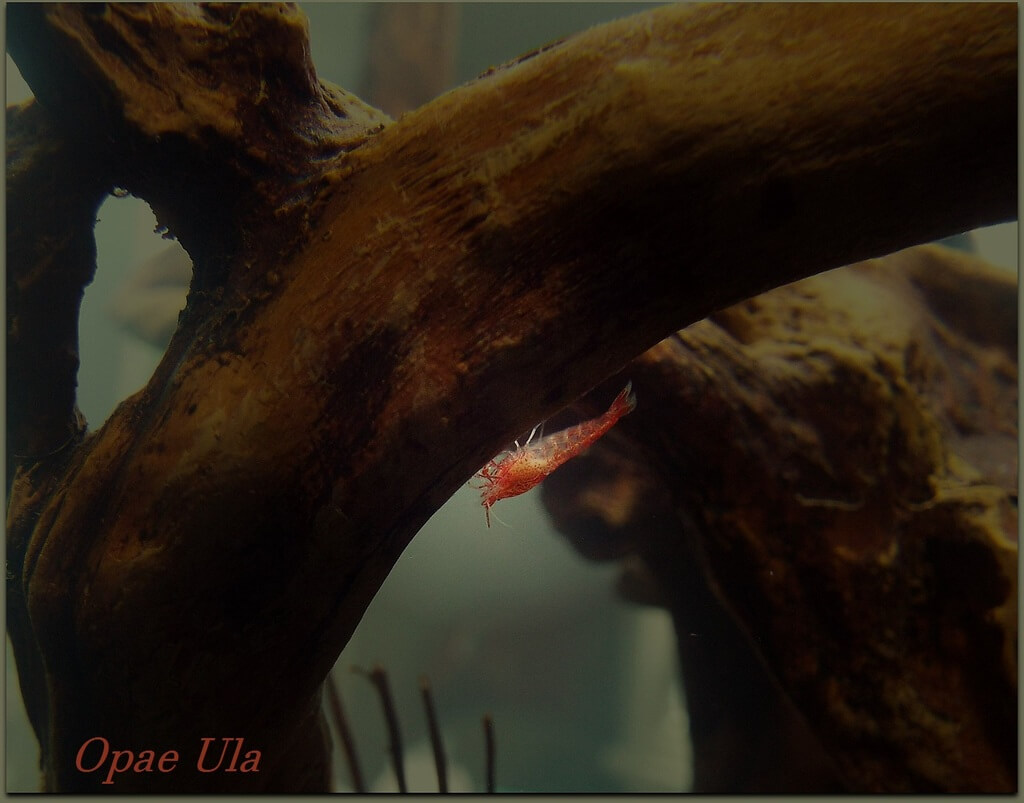 shrimpy with text.jpg