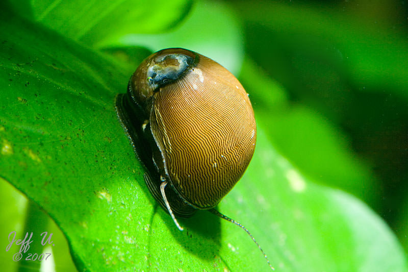 nerite snails